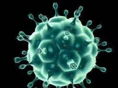 HPV 有哪些主‮类要‬型.jpg