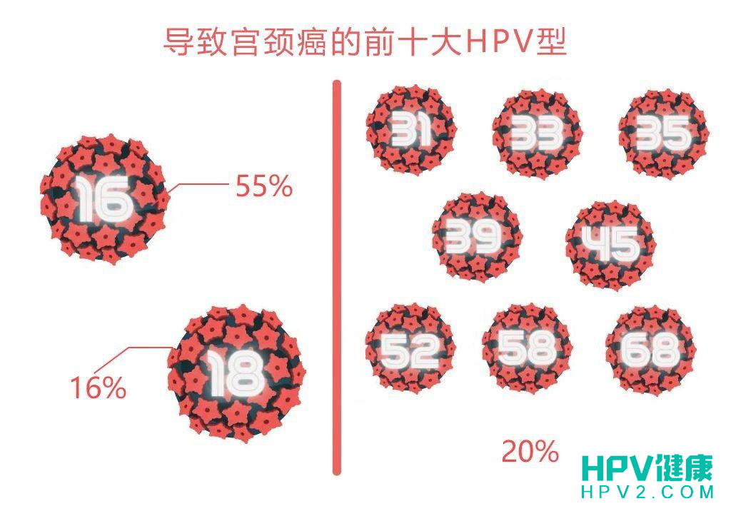 揭秘最难清除的HPV型号：为何HPV16和HPV18如此顽固？.jpg