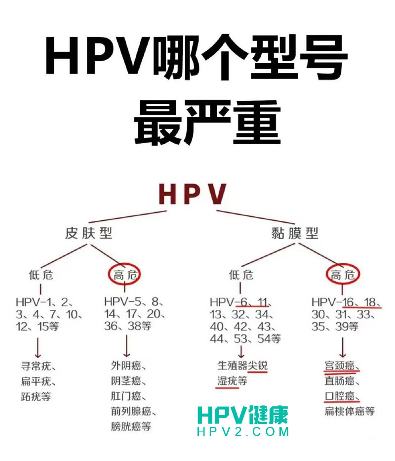 HPV16感染率揭秘：它并非最常见的HPV类型，但致癌风险高.jpg