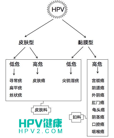 女性感染HPV病毒的危害解析：生殖健康不容忽视.jpg