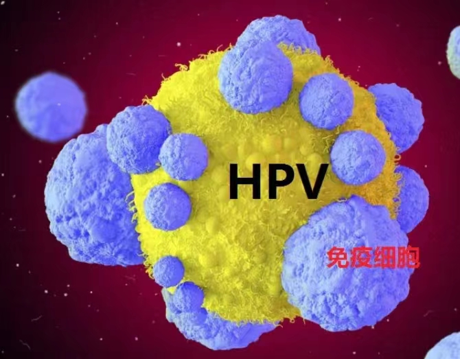 感染HPV病毒后应该怎样提高机体免疫力.jpg